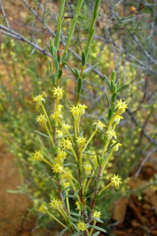Struthiola leptantha