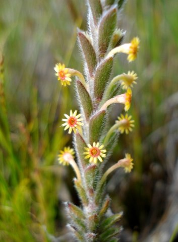 Struthiola tomentosa leaves