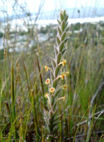 Struthiola tomentosa