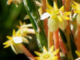 Struthiola ciliata striped tubes