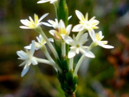 Struthiola dodecandra flowers