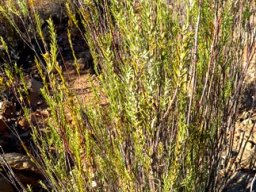 Struthiola eckloniana