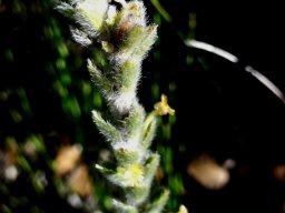 Struthiola tomentosa hairy leaves