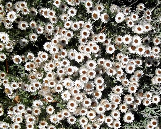 Syncarpha argyropsis flowerheads