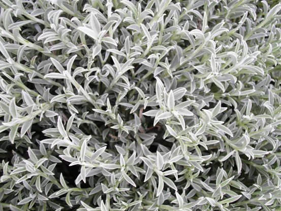 Syncarpha argyropsis leaves
