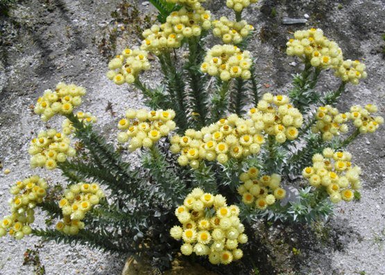 Syncarpha chlorochrysum