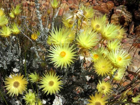 Syncarpha ferruginea flowerheads