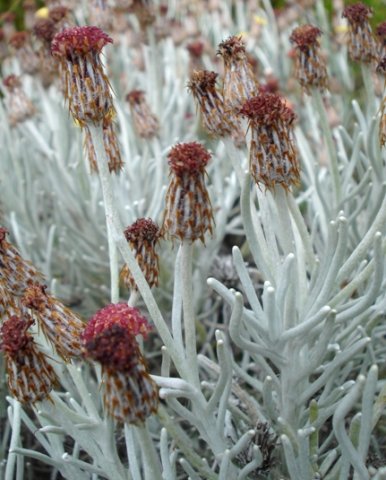 Syncarpha gnaphaloides leaves