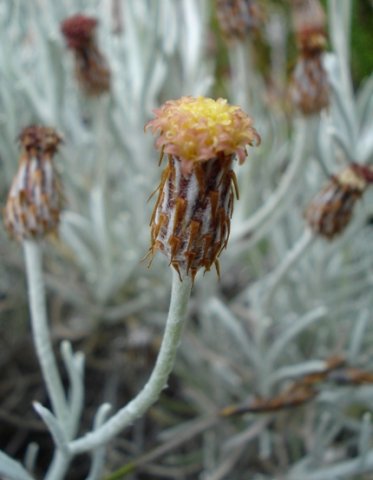 Syncarpha gnaphaloides flowerhead