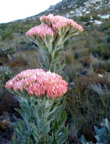 Syncarpha milleflora flowerheads