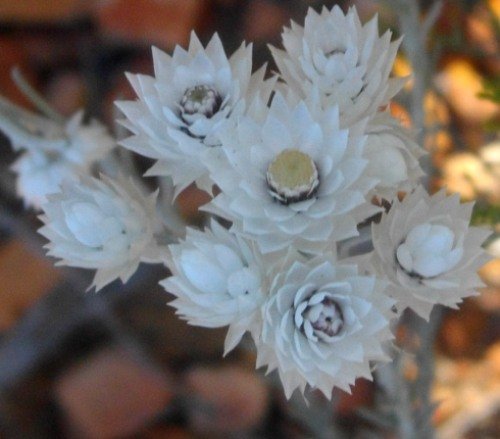 Syncarpha paniculata cluster of old flowerheads