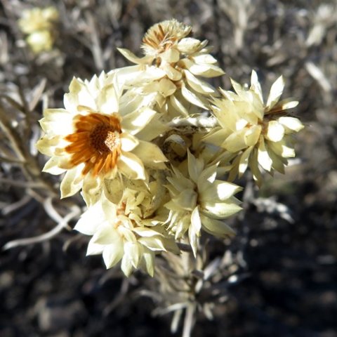 Syncarpha paniculata flowerheads getting on in life