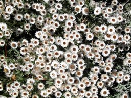 Syncarpha argyropsis flowerheads