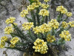Syncarpha chlorochrysum