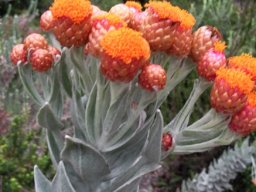 Syncarpha eximia flat-topped inflorescence