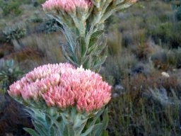 Syncarpha milleflora flowerheads