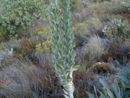 Syncarpha milleflora