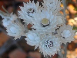 Syncarpha paniculata cluster of old flowerheads