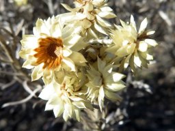 Syncarpha paniculata flowerheads getting on in life