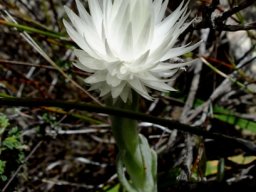 Syncarpha vestita, floral beauty in the packaging