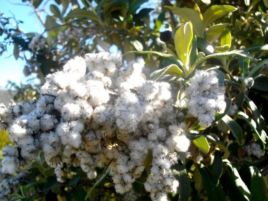 Tarchonanthus littoralis hiding her fruits in wool