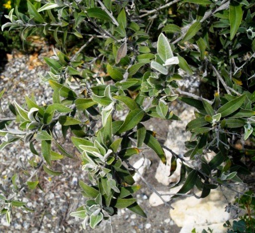 Tarchonanthus littoralis
