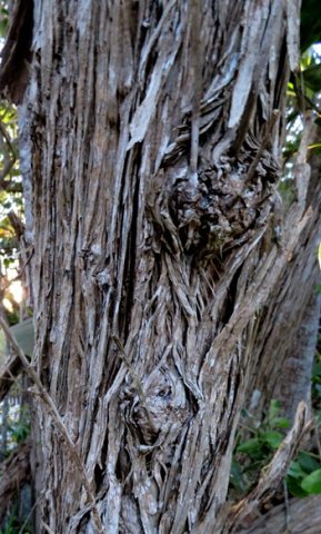 Tarchonanthus littoralis trunk