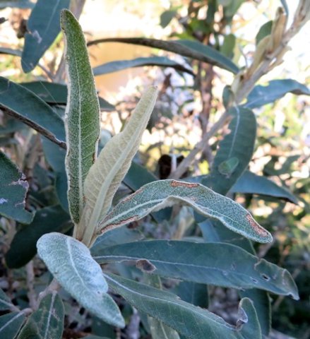 Tarchonanthus littoralis stem-tip