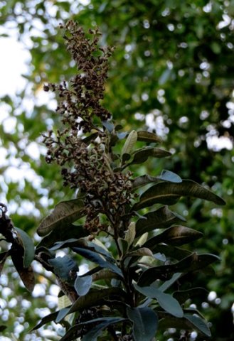 Tarchonanthus