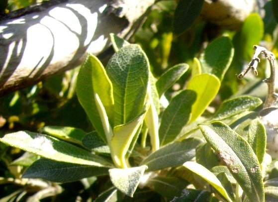 Tarchonanthus littoralis leaves