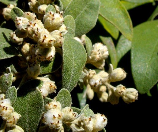 Tarchonanthus littoralis fuzz
