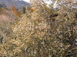 Tarchonanthus camphoratus in the Pilanesberg