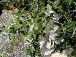 Tarchonanthus littoralis