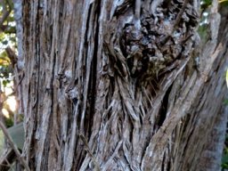 Tarchonanthus littoralis trunk