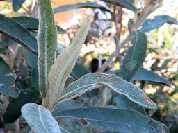 Tarchonanthus littoralis stem-tip