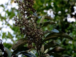 Tarchonanthus