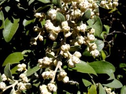 Tarchonanthus littoralis female florets and fruit