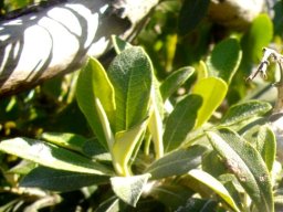 Tarchonanthus littoralis leaves