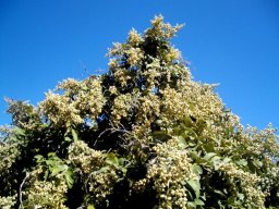 Tarchonanthus littoralis flowering crown