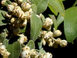Tarchonanthus littoralis fuzz