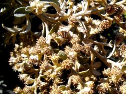 Tarchonanthus littoralis spiky florets