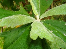 Tarchonanthus trilobus leaves