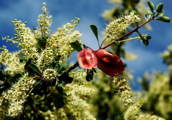 Terminalia prunioides