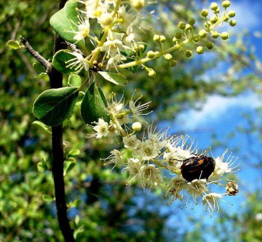 Terminalia prunioides flower visit
