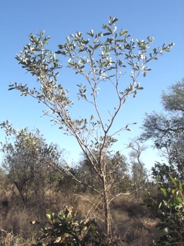 Terminalia sericea sapling