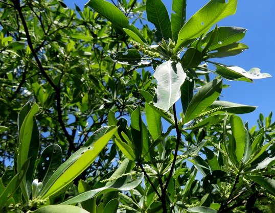 Terminalia sericea leaves and bud spikes