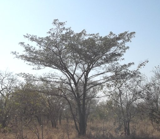 Terminalia sericea spreading branches at several levels