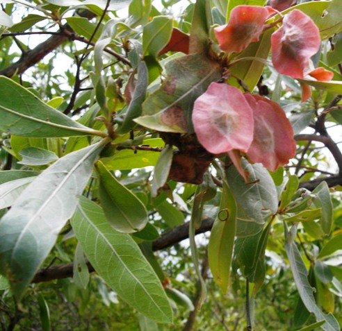 Terminalia sericea young pods