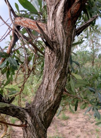 Terminalia sericea stem