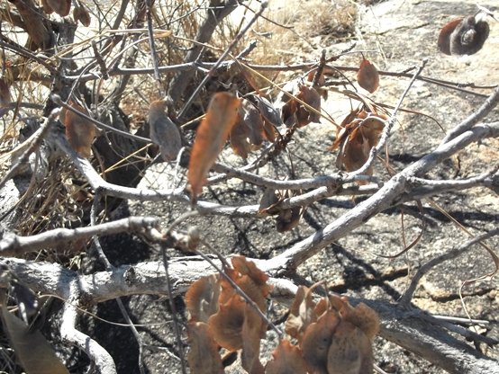 Terminalia sericea dry fruit pods